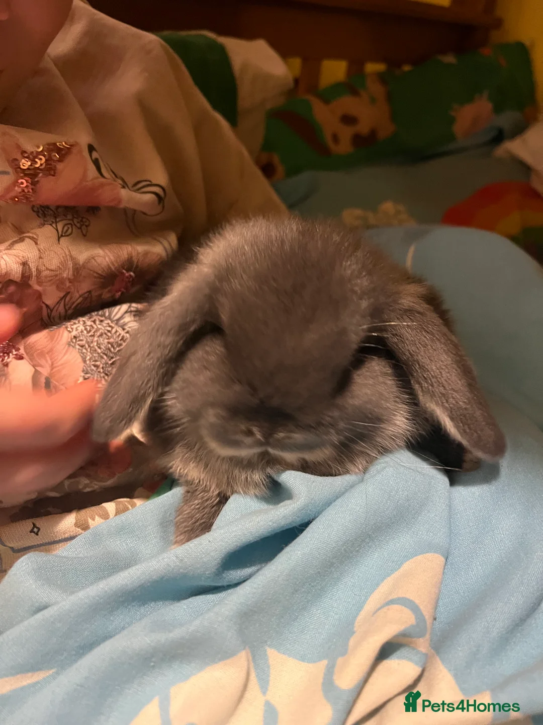 Mini Lop rabbits for sale: Stunning Mini Lop Kits  - Advert 2