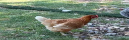 Chickens poultry for sale: Point of lay and and peekin chicks  - Advert 9