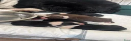 Border Collie dogs for sale: Border Collie puppies in Manchester - Advert 23