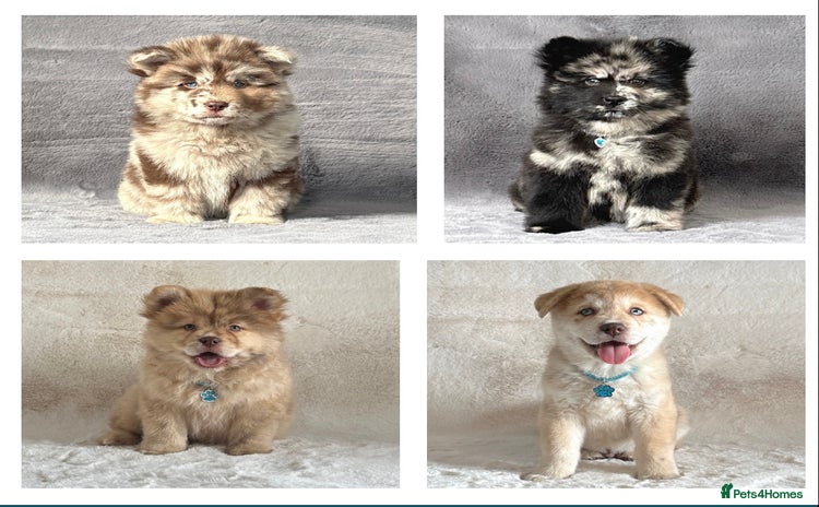 Chow Chow dogs - Advert 1