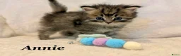 Persian cats for sale: Six absolutely stunning Persian Kittens - Advert 8