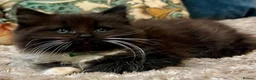 Mixed Breed cats for sale: 6 Fluffy Ragdoll Cross Kittens 3 Boys & 3 Girls 🐾 - Advert 10
