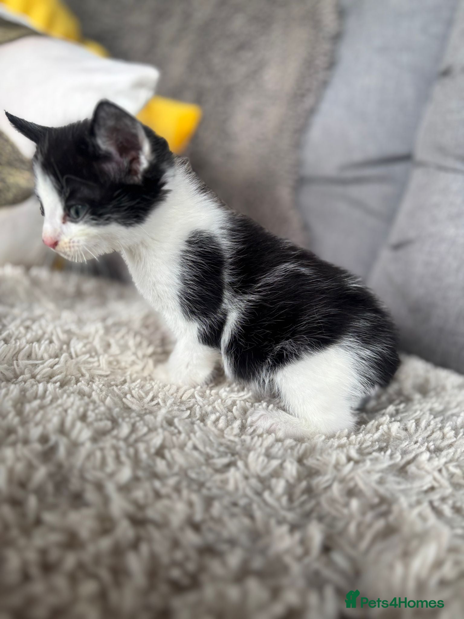 Mixed Breed cats for sale: BEAUTIFUL KITTENS FOR SALE!💕 in Sandbach - Advert 11
