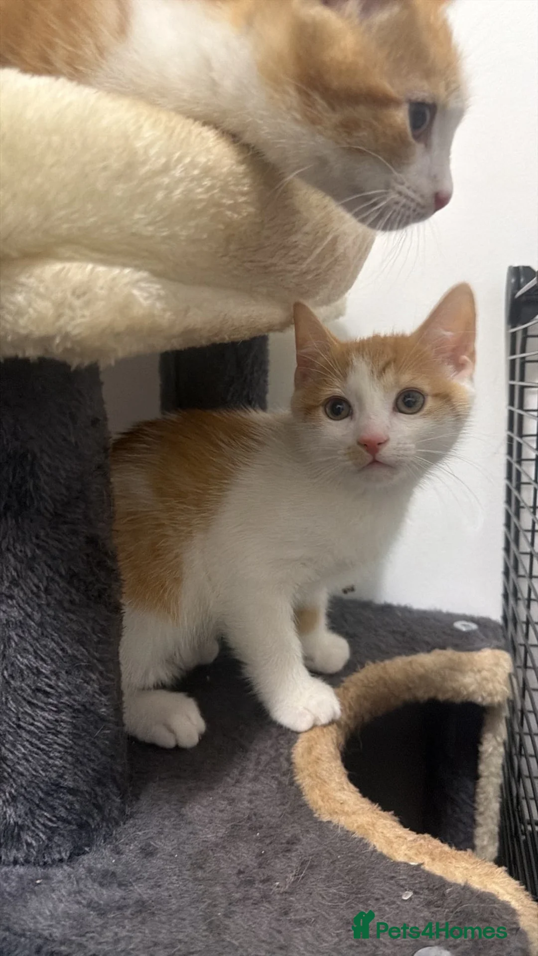 Mixed Breed cats for sale: X5 Ginger Kittens - Ready to leave! - Advert 9