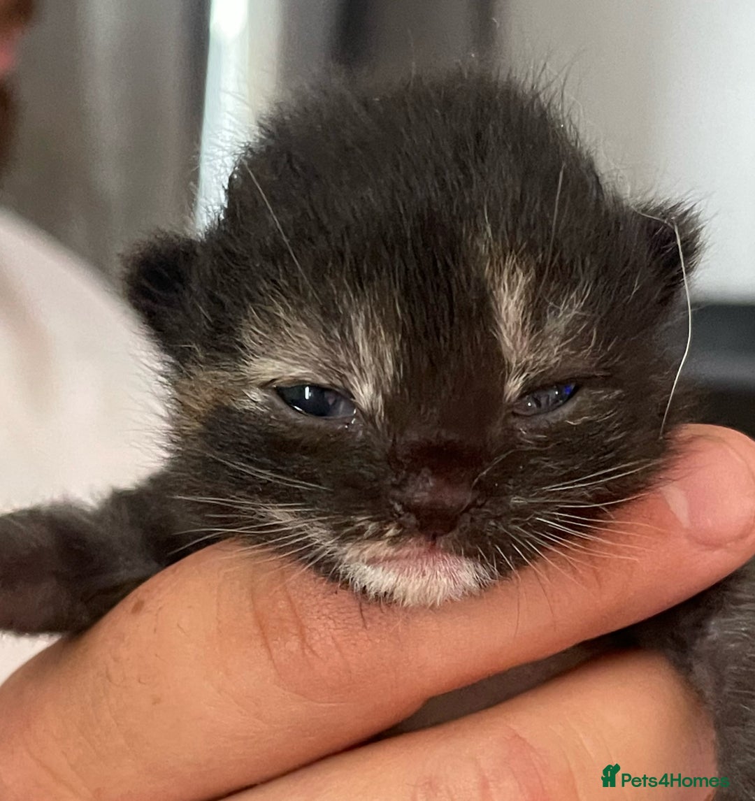 Domestic Shorthair cats for sale: Adorable Kittens for sale - 1 male and 1 female - Image 1