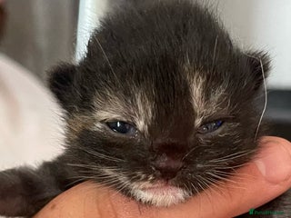 Domestic Shorthair cats - Advert 30