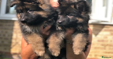 German Shepherd dogs - Advert 8