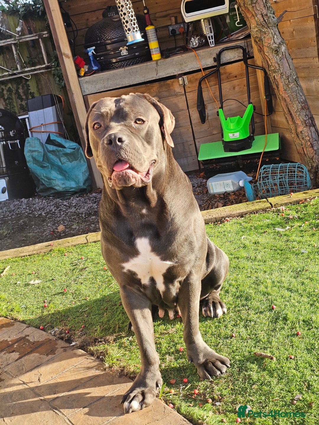 Cane Corso dogs for sale: Last remaining girl cane corso - Advert 6