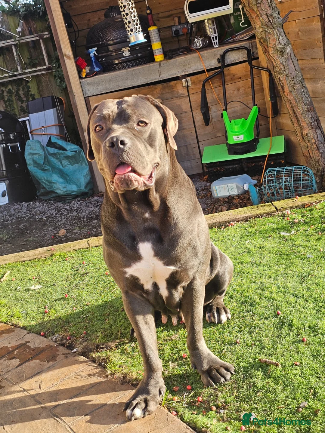 Cane Corso dogs for sale: Last remaining girl cane corso - Advert 6