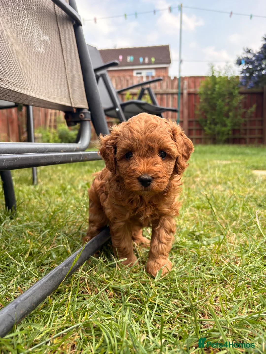 Cavapoo dogs for sale: Beautiful F1b Cavapoo Girls | Ready Soon - Advert 1