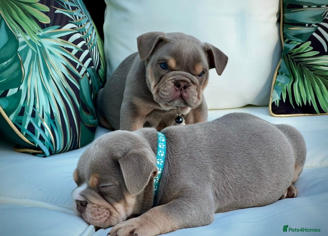 English Bulldog dogs for sale: Champion Bloodlines KC British Bulldogs - Image 9