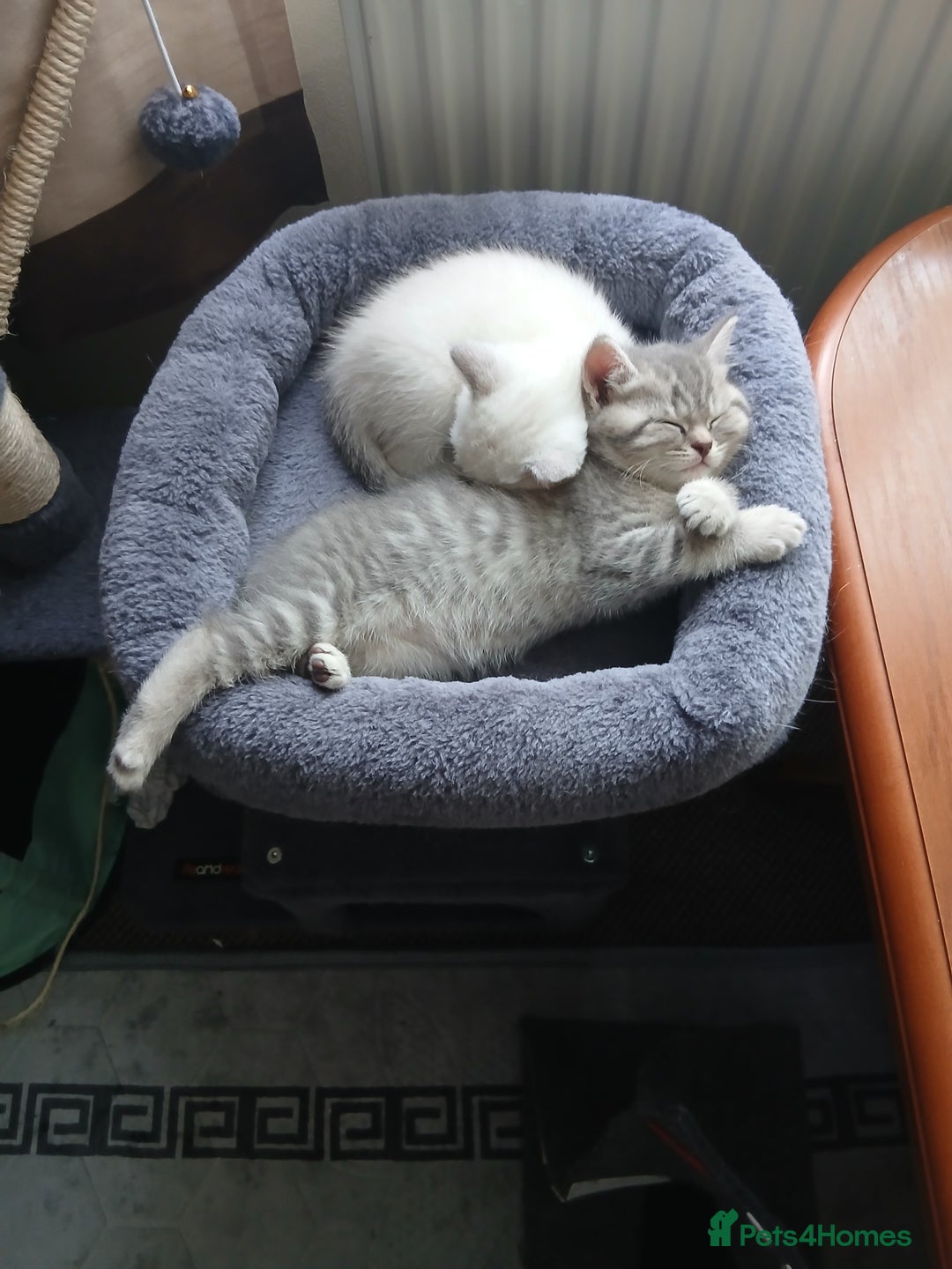 British Shorthair cats for sale: British shorthair - Image 11