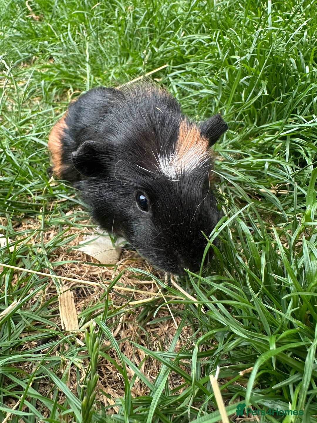 Guinea Pig rodents for sale: Male Guinea Pigs For Sale  - Image 9