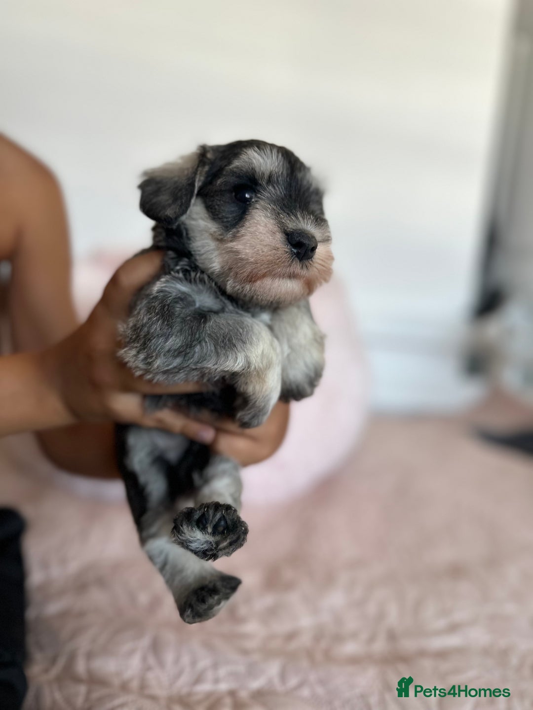 Black And Silver Miniature Schnauzer Black And Silver Miniature - Main Image