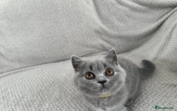 British Shorthair cats for sale: READY NOW 😻Pedigree BSH with perks in Swindon - Image 5