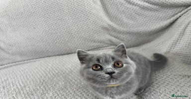 British Shorthair cats in Swindon - Advert 1