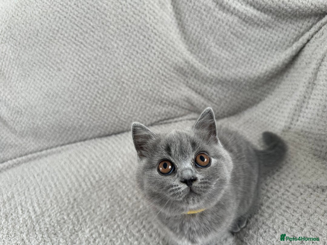British Shorthair cats for sale: READY NOW 😻Pedigree BSH with perks in Swindon - Image 5