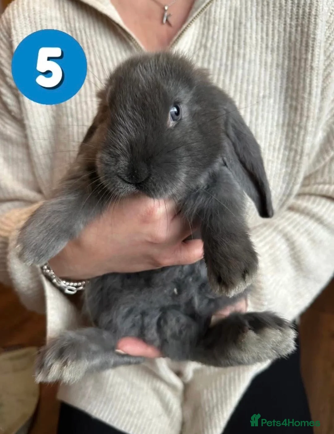 French Lop rabbits for sale: Gorgeous French Lop babies ❤️ - Advert 5