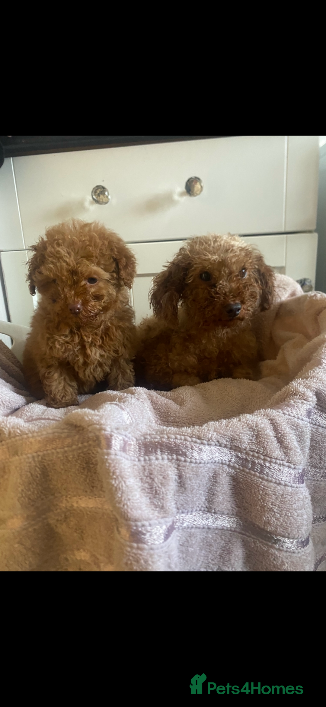 Toy Poodle dogs for sale: Toy poodle puppies  - Advert 20