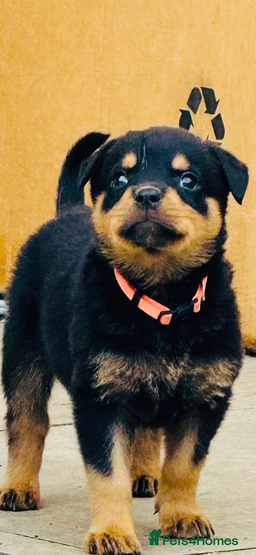 Rottweiler dogs for sale: Pedigree Rottweiler puppies for sale - Advert 6