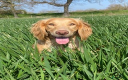 Cocker Spaniel dogs for sale: Gorgeous working cocker spaniels  - Image 10