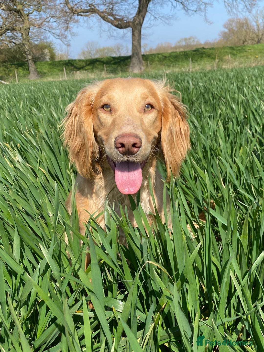 Cocker Spaniel dogs for sale: Gorgeous working cocker spaniels  - Image 10