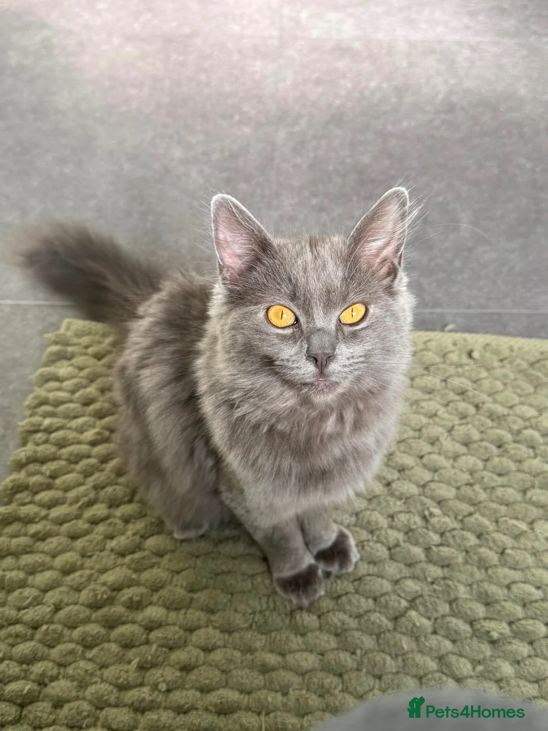 Ragdoll cats for sale: Beautiful Grey Ragdoll female cat, green eyes. in Bristol - Advert 2