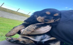 Cocker Spaniel dogs for sale: KC Health tested show type cocker spaniel puppies - Image 20