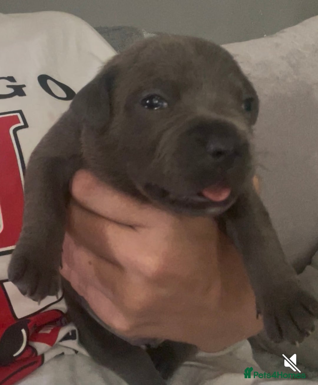 Staffordshire Bull Terrier dogs for sale: Litter of blue Staffordshire bull terriers  - Image 5