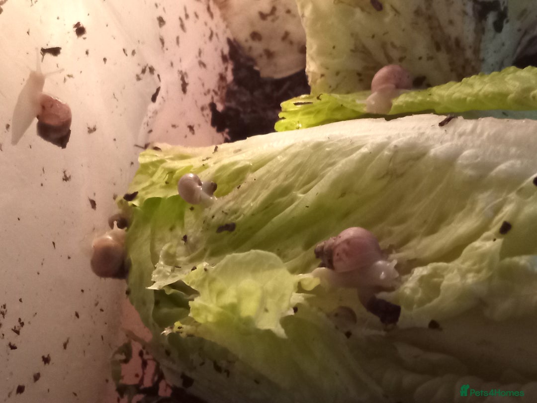 Snails invertebrates for sale: Baby giant African land snails Fulica  - Advert 4