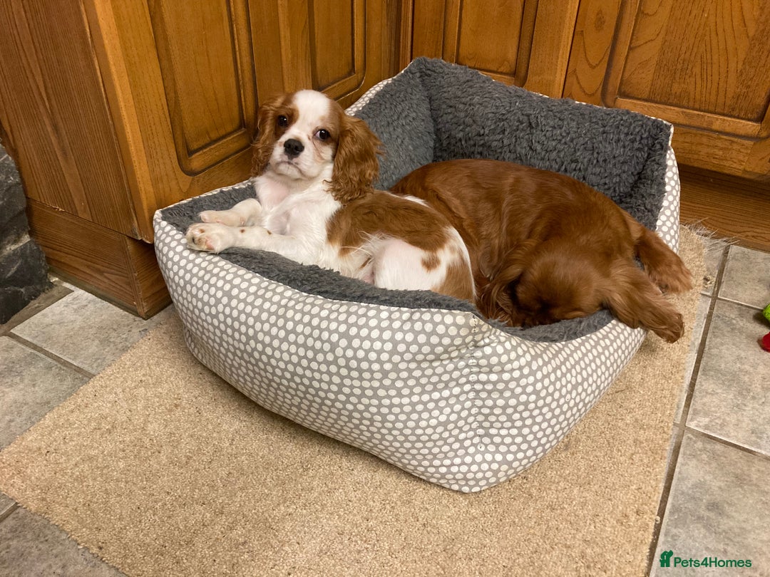 Cavalier King Charles Spaniel dogs for sale: 4 month old blenheim boy - health tested parents - Advert 1