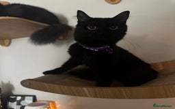 Mixed Breed cats for sale: 2 long haired black females❤️ - Image 2