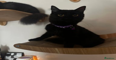 Mixed Breed cats - Advert 7