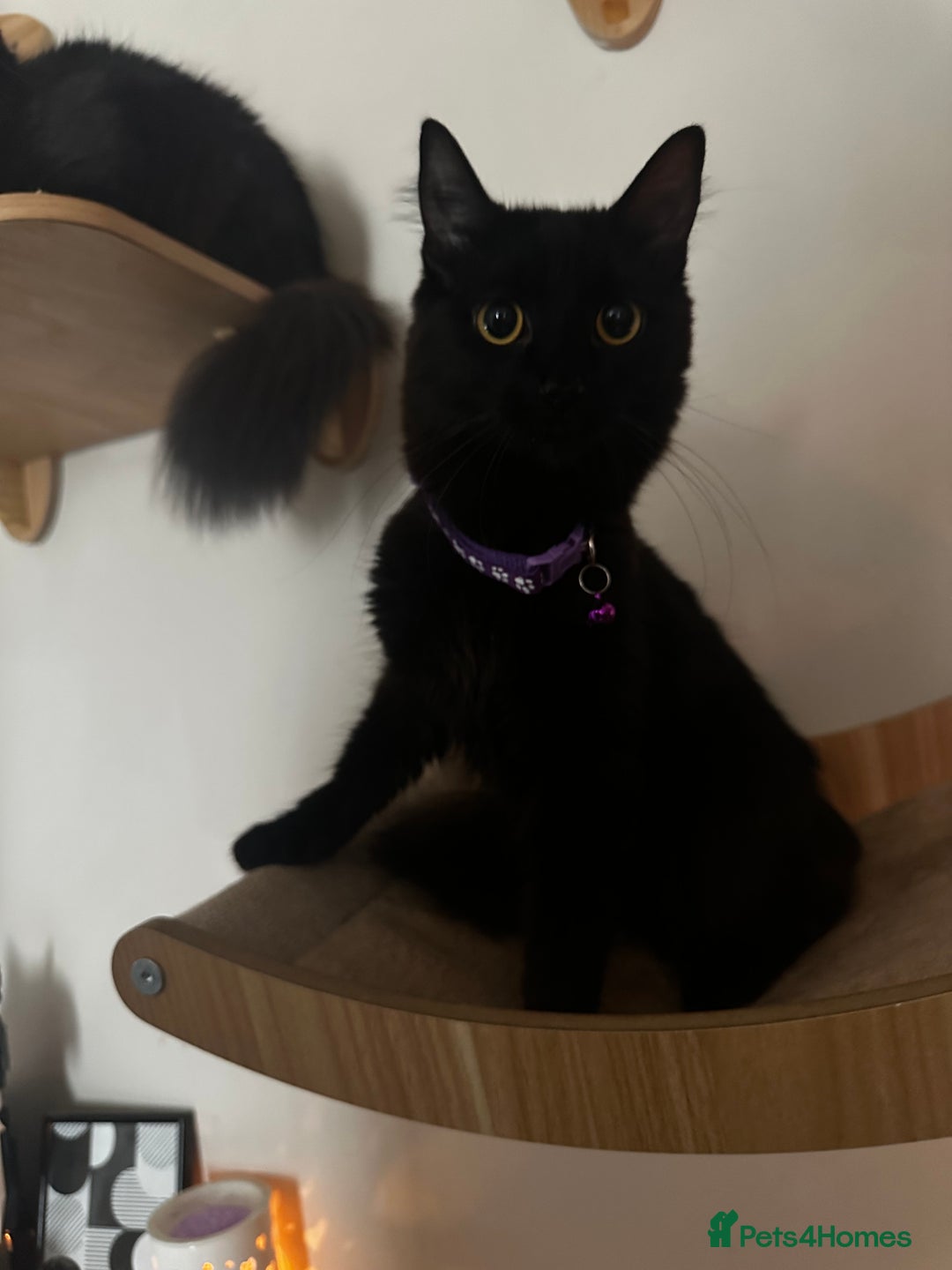 Mixed Breed cats for sale: 2 long haired black females❤️ - Image 2