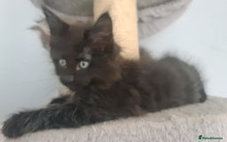 Mixed Breed cats for sale: Ragcoon kittens  - Image 10