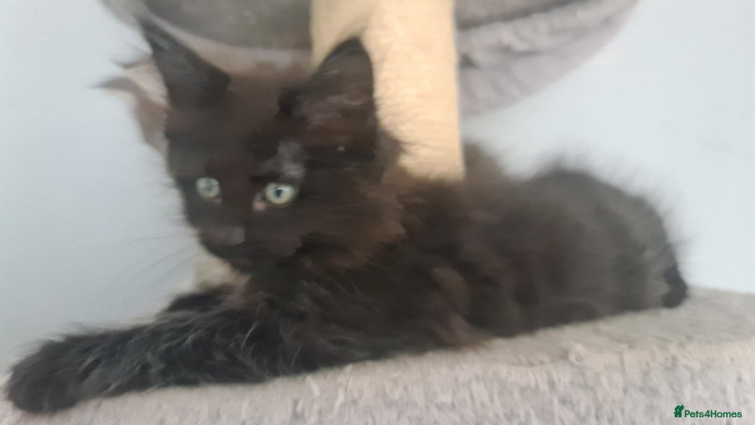 Mixed Breed cats for sale: Ragcoon kittens  - Image 10