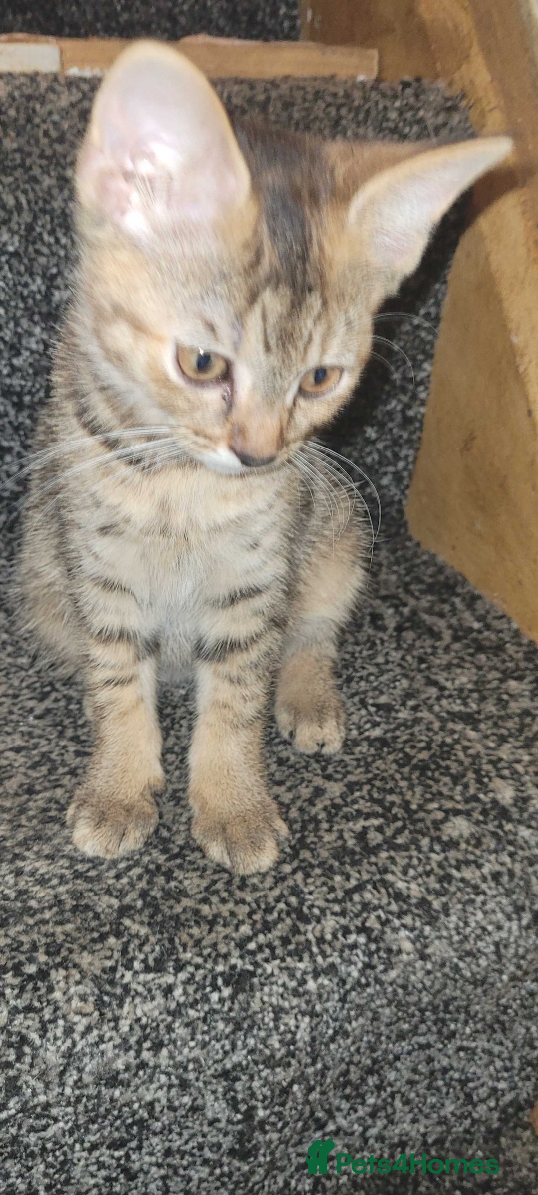 American Shorthair cats for sale: 5 Adorable Tabby/Ginger Kittens Looking For Homes - Image 7