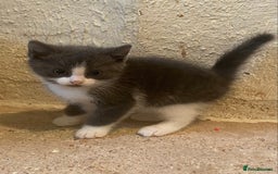 Mixed Breed cats for sale: Stunning part Siamese male kitten  - Image 8