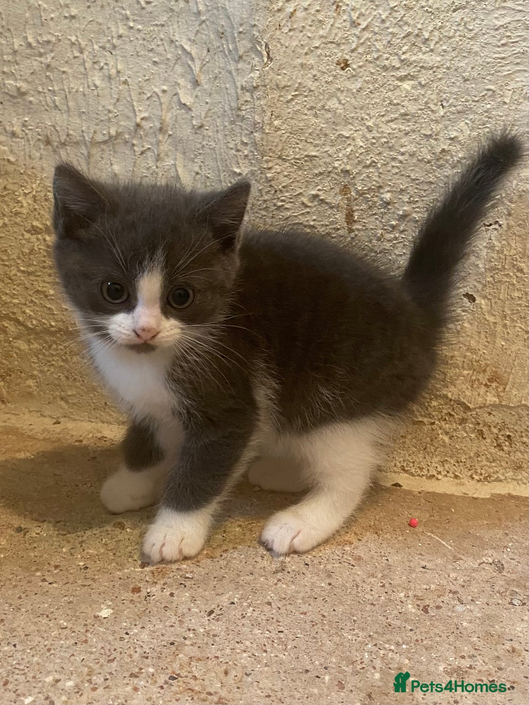 Mixed Breed cats for sale: Stunning part Siamese male kitten  - Image 8