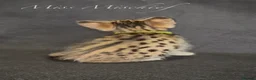Savannah cats for sale: Exceptional Quality Tica Regist. Savannah kittns - Advert 11