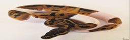 Python Snake reptiles for sale: Stunning Female Royal python Piebald  - Advert 3