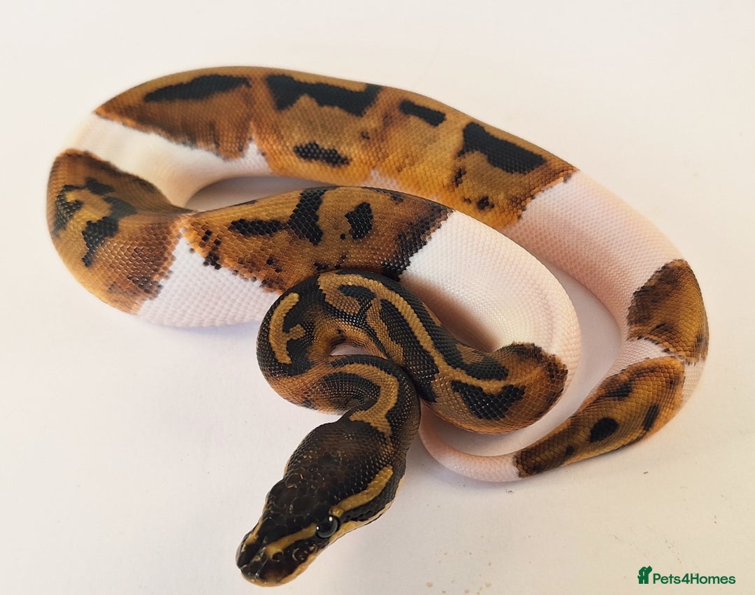 Python Snake reptiles for sale: Stunning Female Royal python Piebald  - Advert 3