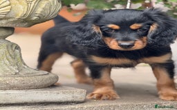 Cavapoo dogs for sale: Cavapoo rare black &tan health tested  - Image 6