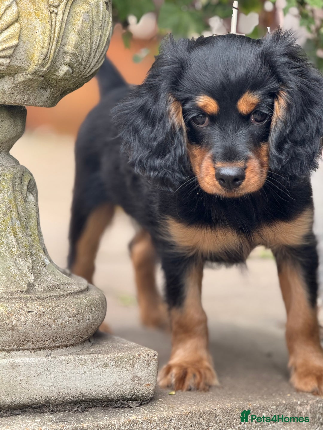 Cavapoo dogs for sale: Cavapoo rare black &tan health tested  - Image 6