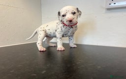 Dalmatian dogs for sale: 🐶 Stunning Dalmatian Puppies Ready 28th August 🐶 - Image 7