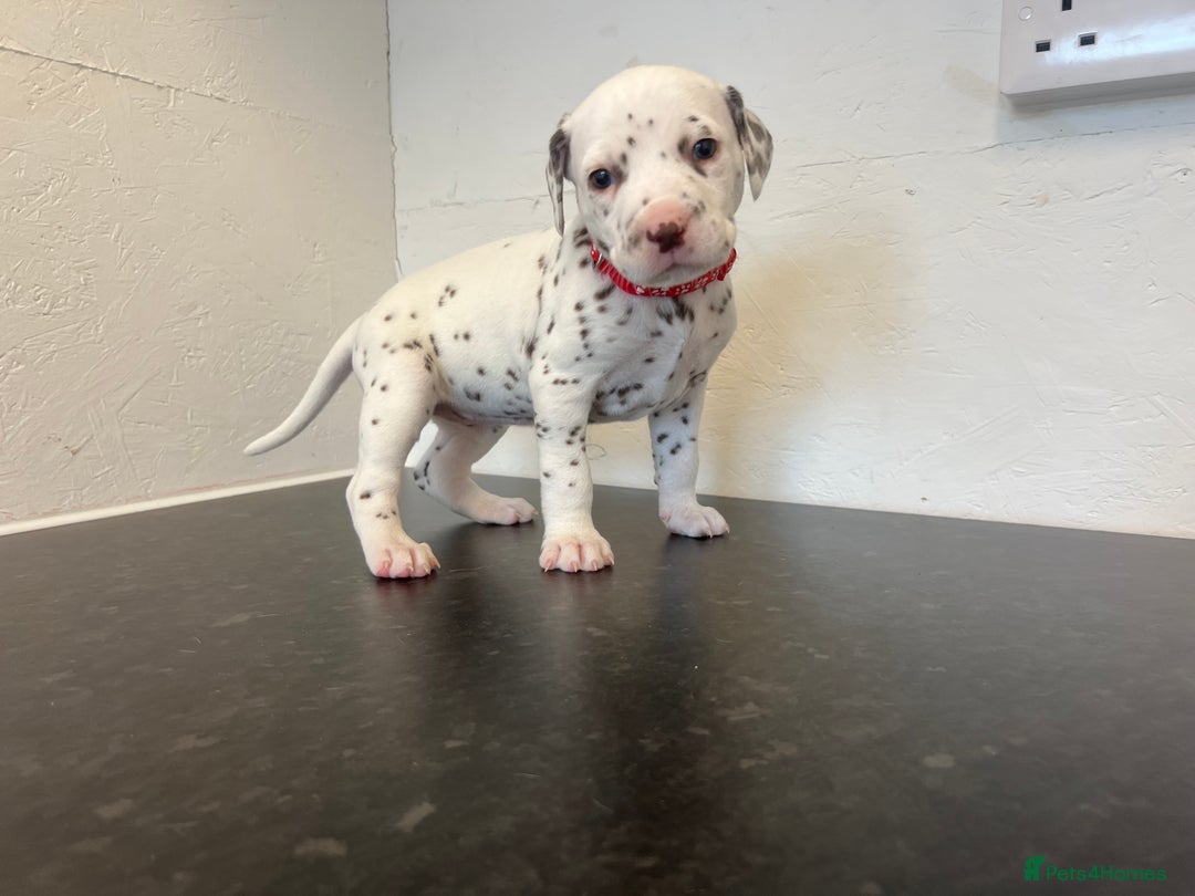 Dalmatian dogs for sale: 🐶 Stunning Dalmatian Puppies Ready 28th August 🐶 - Image 7