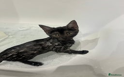Bengal cats for sale: Three Bengals Ready to go 🩶🖤🤍 - Image 15