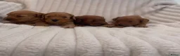Cockapoo dogs for sale: Beautiful F1 cockapoos  - Advert 8