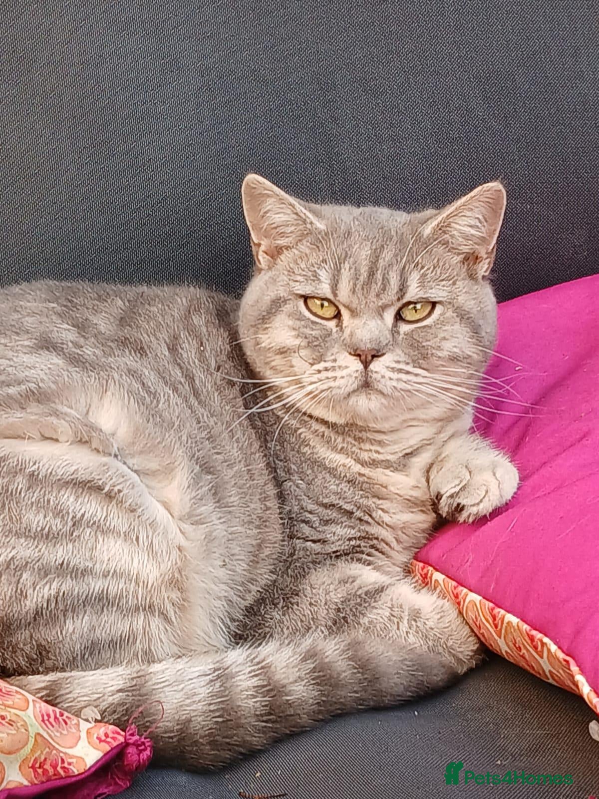 British Shorthair cats Male BSH Blue golden 18 month old cat - Advert 1