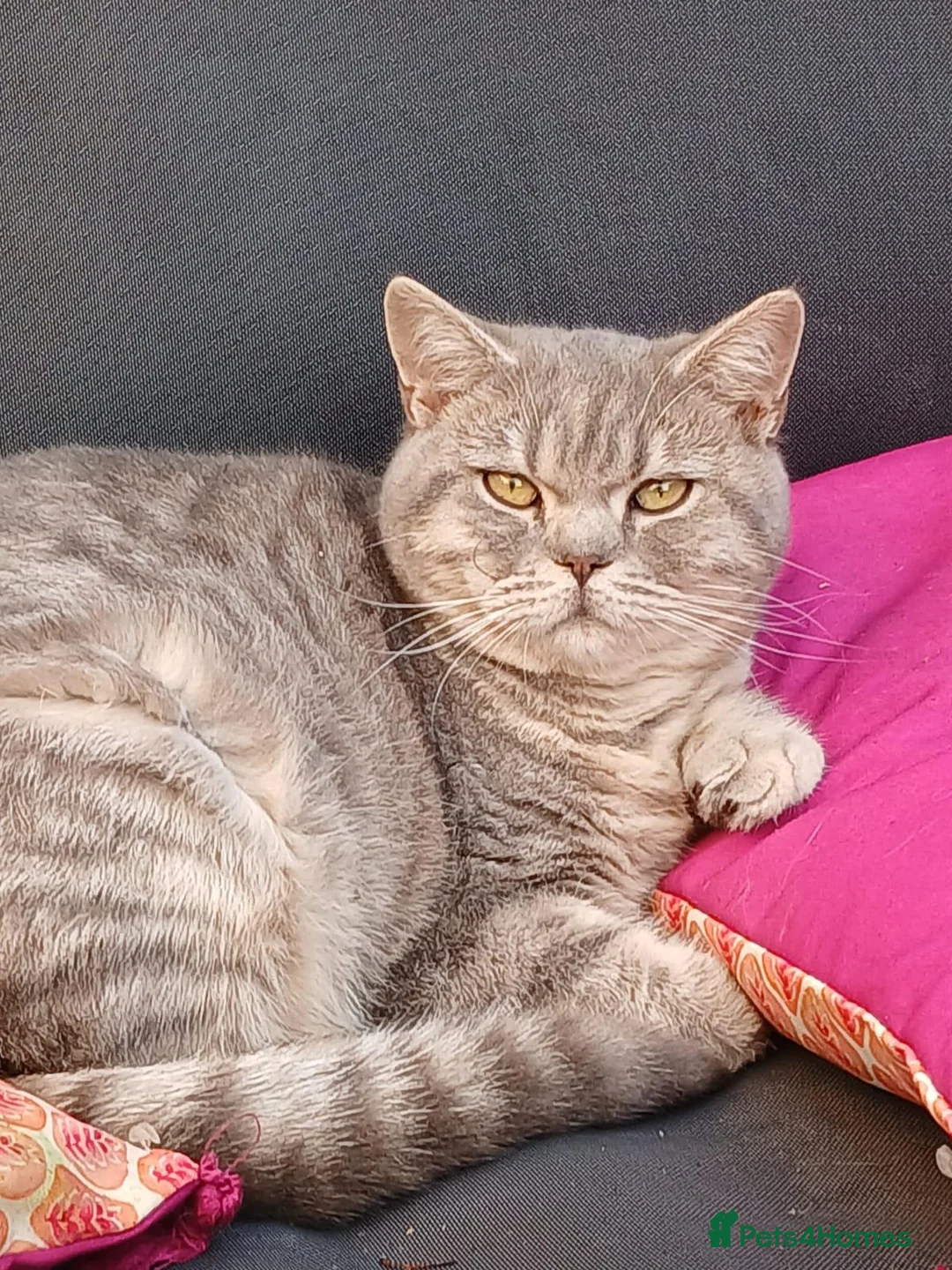 British Shorthair cats for sale: Male BSH Blue golden 18 month old cat - Advert 1